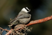 Mountain Chickadee - 1