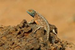 Southern Rock Agama (lizard)