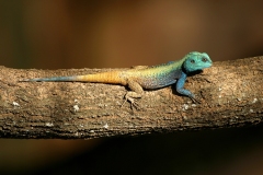 Southern Tree Agama-3 (lizard)