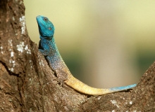 Southern Tree Agama - 4  (lizard)