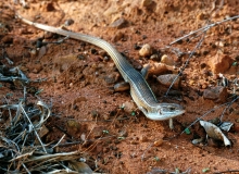 Black-lined Plated Lizard