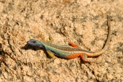 Broadley's - Flat Lizard