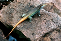 Rainbow Skink (lizard)