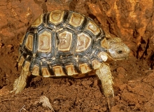 Angulate Tortoise