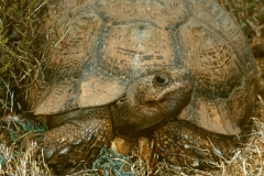 Leopard Tortoise, 2