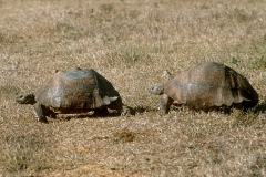 Leopard Tortoises