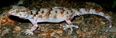 Turners Thick-toed Gecko
