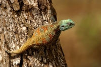 Southern Rock Agama (lizard)