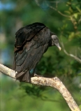 Black Vulture