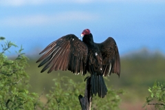 Turkey Vulture -wing-spreading
