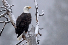 Bald Eagle - 1