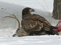 Bald Eagle (1st year) - 2