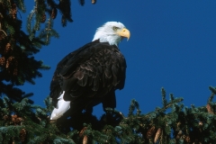Bald Eagle Alaska - 3