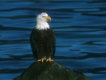 Bald Eagle - 4