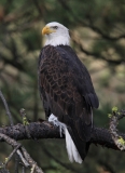 Bald Eagle - 5