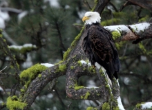 Bald Eagle - 6