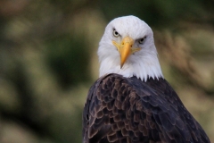Bald Eagle - 7