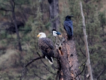 Bald Eagle, Magpie, & Raven - 8