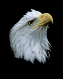 Bald Eagle - 9