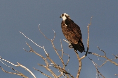 Osprey - 1