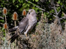 Northern Harrier
