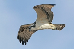 Osprey - 2