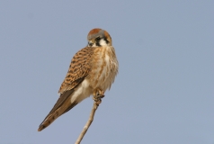 American Kestrel (female)