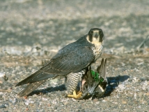 Peregrine Falcon - Green-winged Teal 16x12.jpg