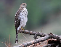 Sharp-shinned Hawk