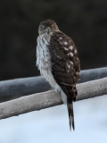 Cooper's Hawk (juv)