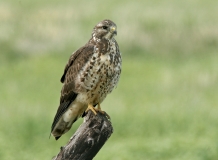Swainson Hawk (juv)