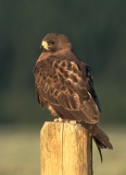Swainson's Hawk
