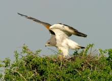 White-tailed Hawk