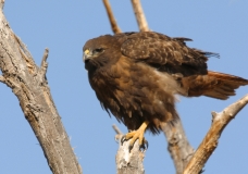 Red-tail Hawk
