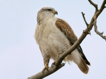 Ferruginous Hawk