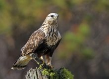 Rough-legged Hawk