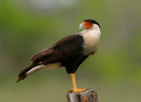 Crested Caracara