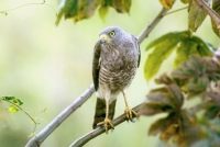 Roadside Hawk