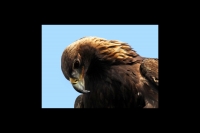 Golden Eagle - 1