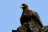 Golden Eagle - 2