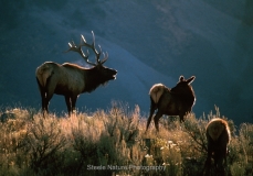 1-Elk
