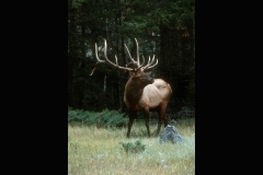 10-Elk