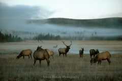 11-Elk in the Meadow