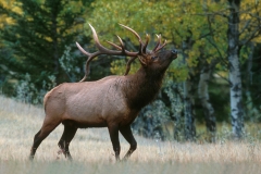 12-Elk
