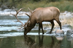 13-Elk