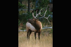 14-Elk