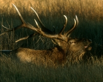 15-Elk