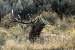 16-Elk