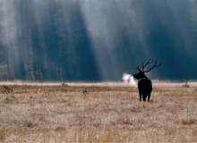 17-Elk