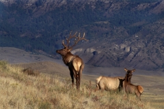 18-Elk-cows habitat
